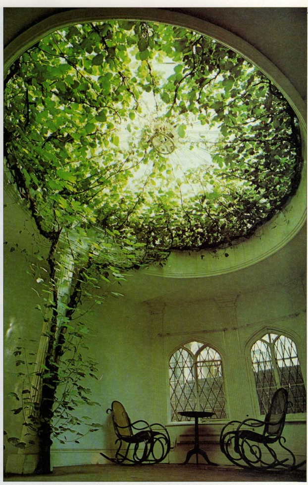 plants on glass house ceiling