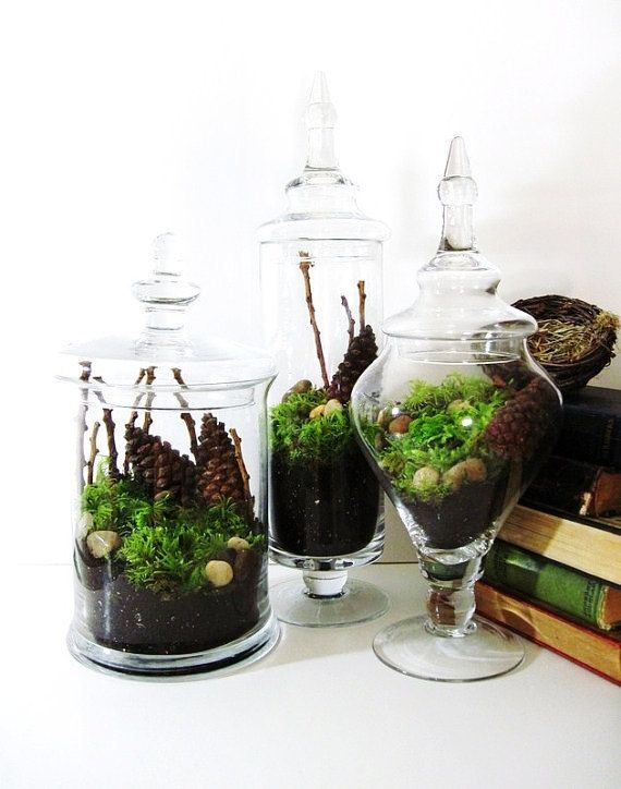 Apothecary Jar Terrarium Set
