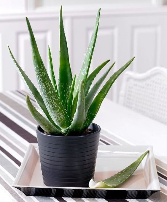 Aloe Vera indoor plant