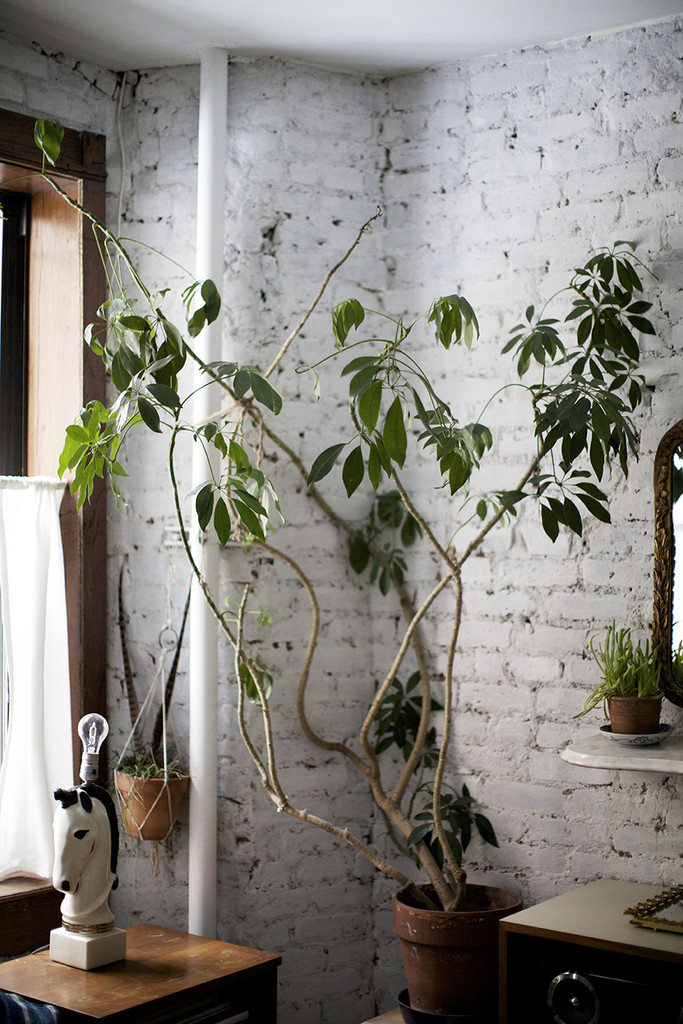 indoor plant with exposed bricks 