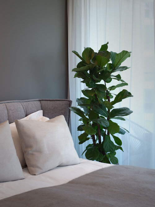 Beautiful Bedroom with a plant 