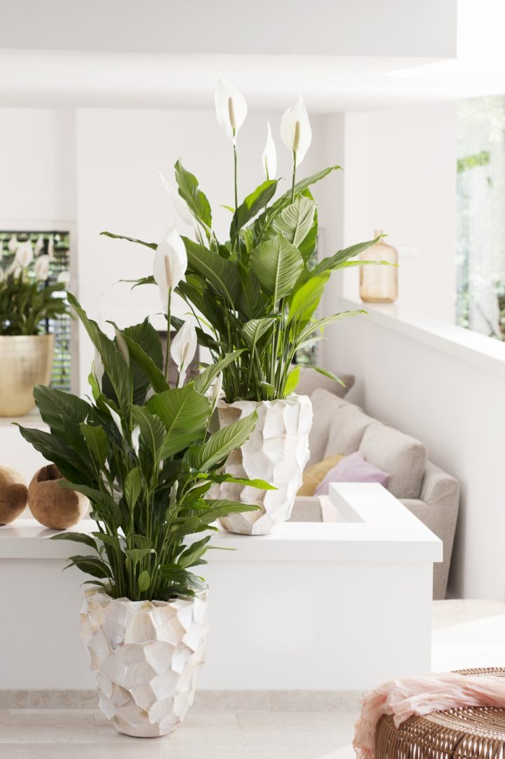 Peace-Lily-best-indoor-plant
