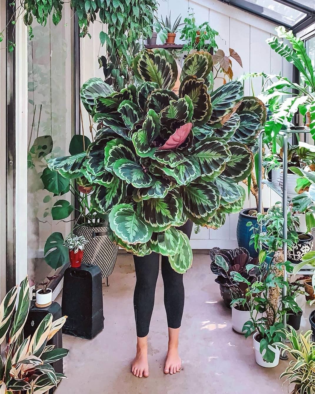 21 Lush Indoor Plants Ideas To Decorate Your Home   Decoholic