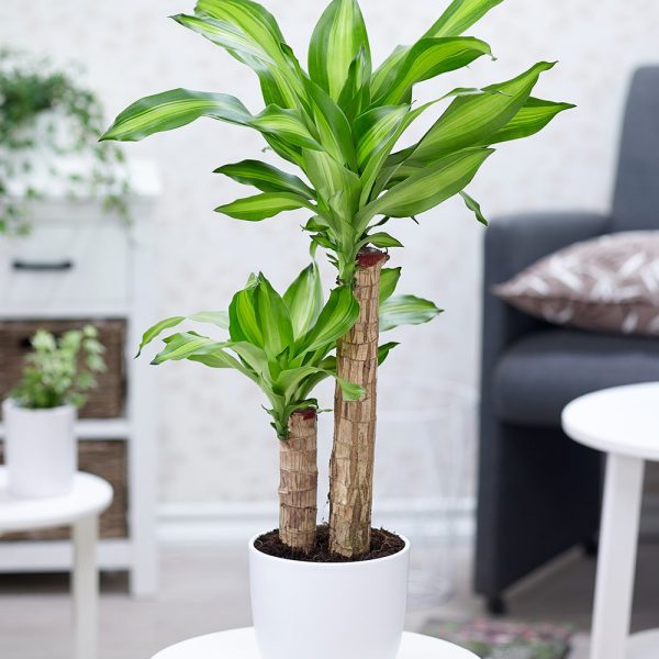 dracaena-massangeana-best-indoor-plant