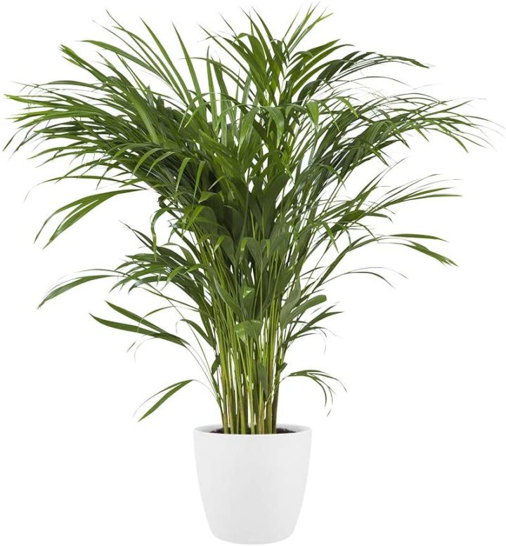 Chinese-indoor-plant-palm