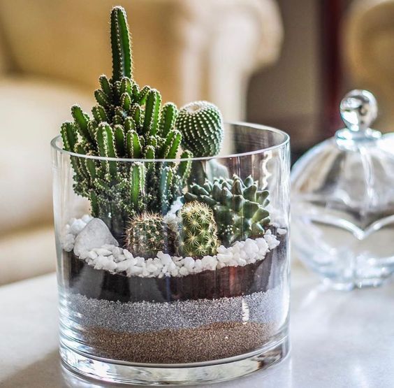cactus-in-jar-4
