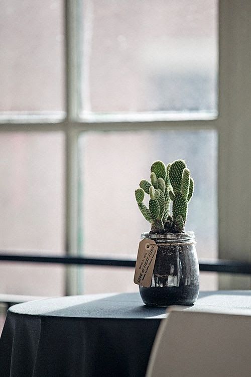 cactus-in-jar