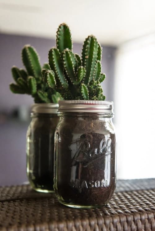 Storage Jar Cacti Garden