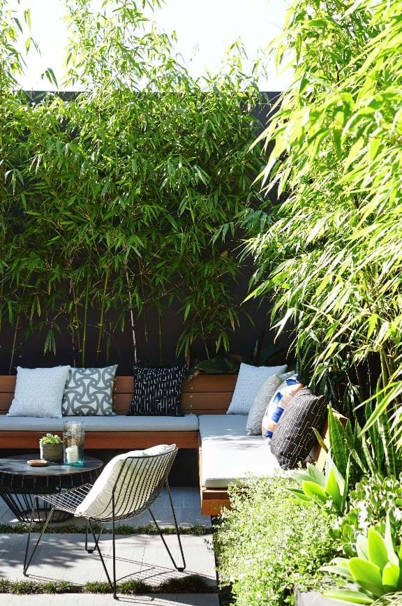  Bamboo plants in backyard for privacy