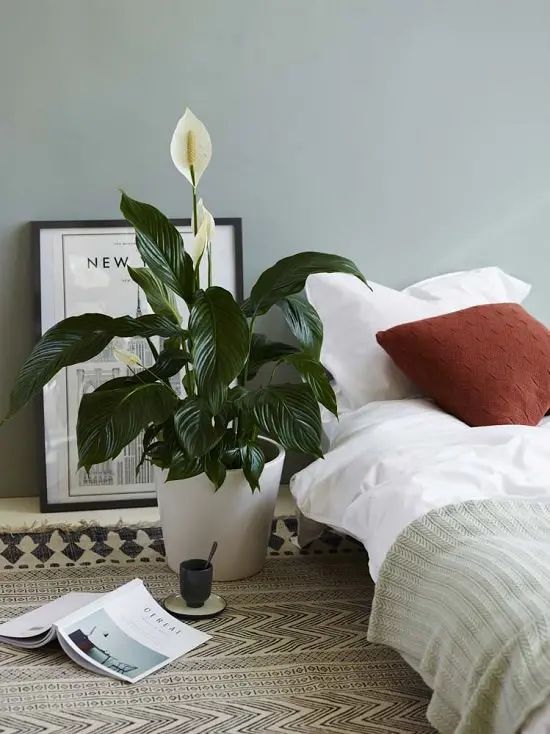 Spathiphyllum or Peace 
