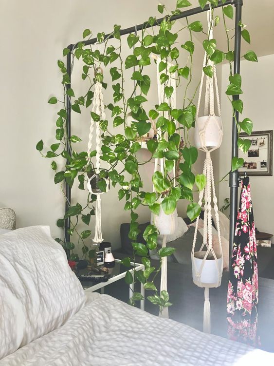 bedroom with golden pothos indoor plant