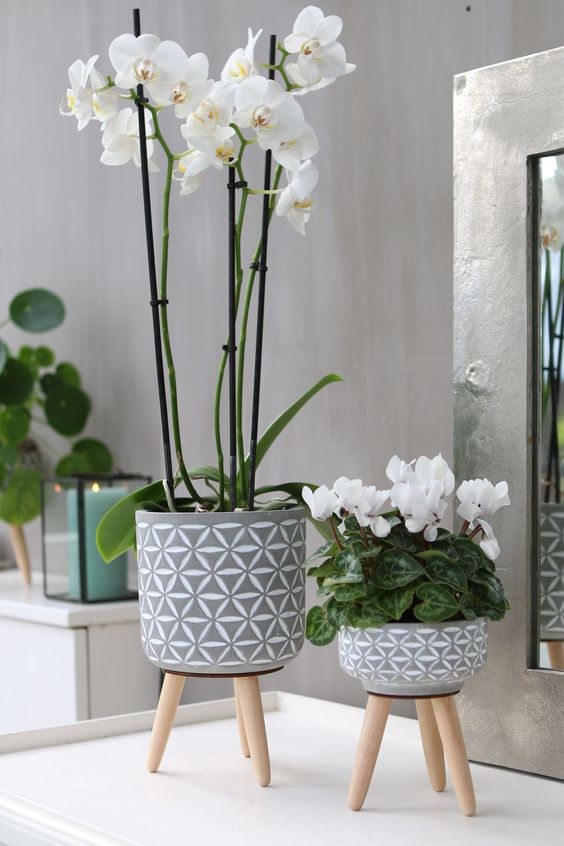 white Orchid indoor plant decor