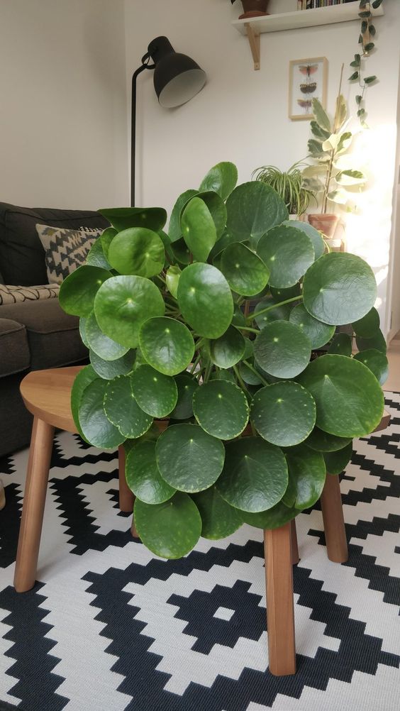 Chinese-Money-Plant-or-Pilea-Peperomioides-care-1