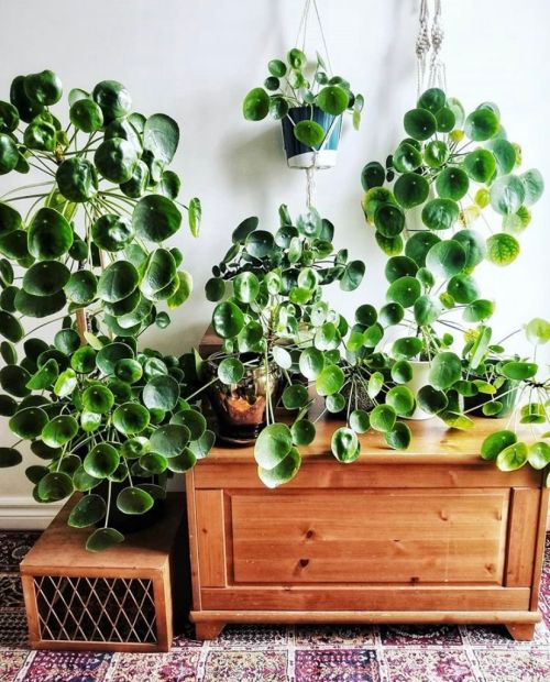 How Do You Take Care Of Chinese Money Plant or Pilea Peperomioides?