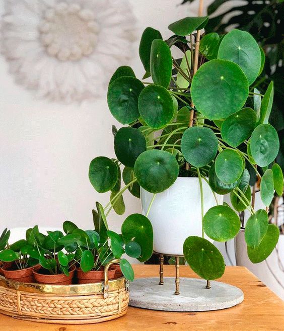 Chinese-Money-Plant-or-Pilea-Peperomioides-care-4