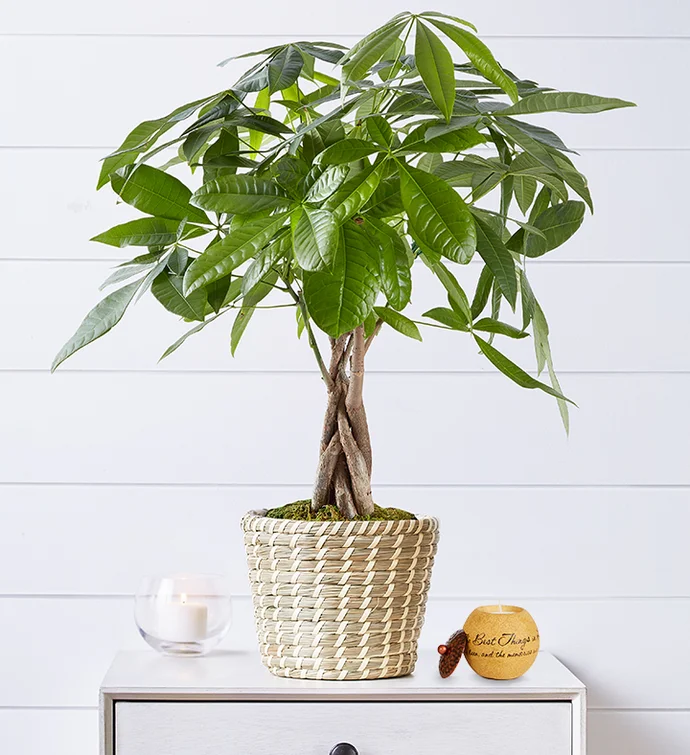 Money Tree: Ultimate Plant Guide