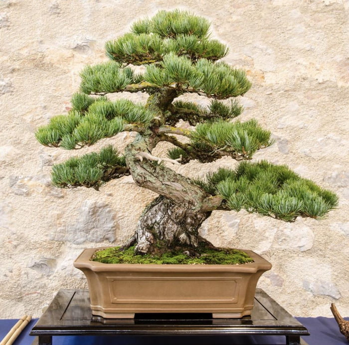 800-Year-Old-Bonsai-Tree