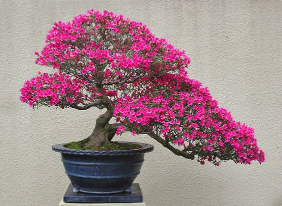 Azalea-bonsai