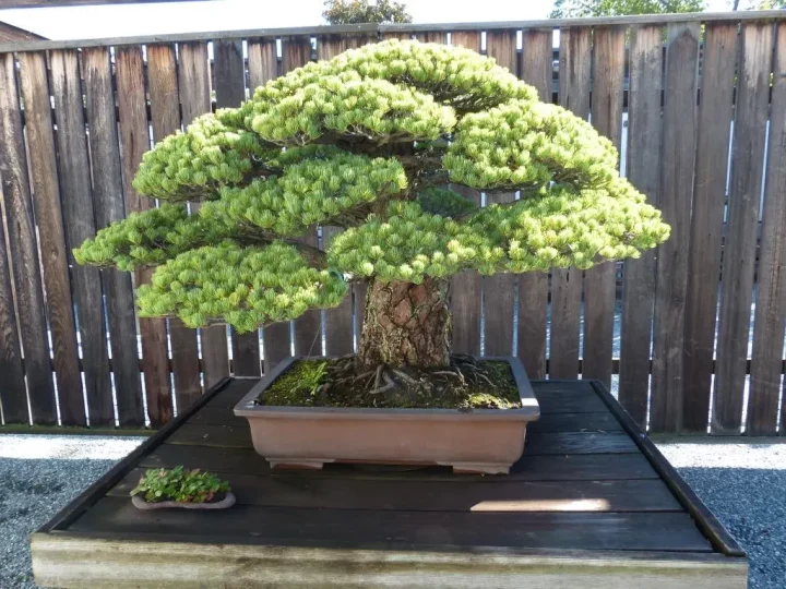 Yamaki-Pine