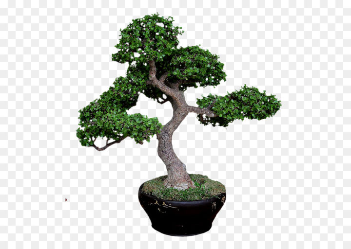 baobab-bonsai-tree