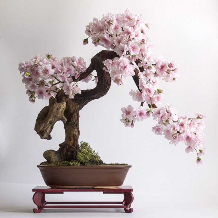 cherry-blossom-sakura-bonsai