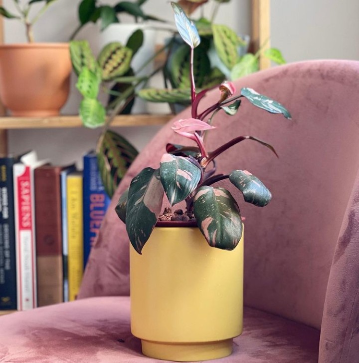 Pink-Princess-Philodendron-7