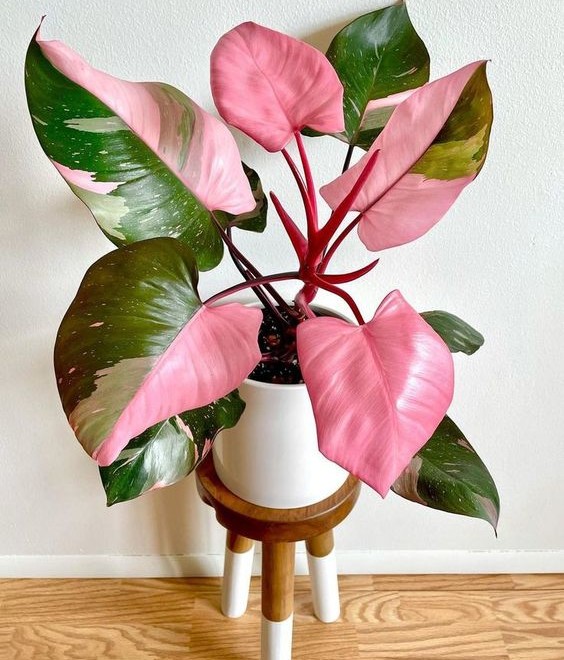 Add an Element Of Surprise And Beauty To Any Room With a Pink Princess Philodendron