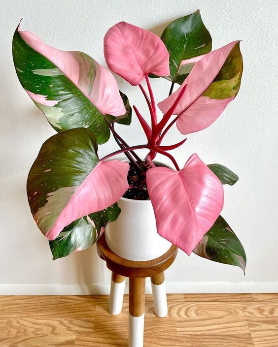 Add an Element Of Surprise And Beauty To Any Room With a Pink Princess Philodendron