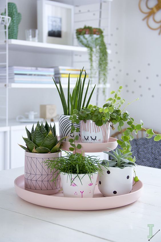  succulents in pink pots decor