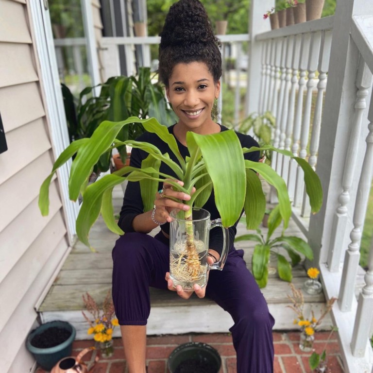 How to care for a corn plant