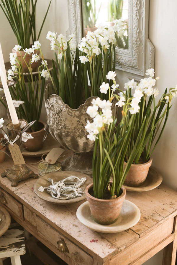 The Best Indoor Winter Flowering Pot Plants