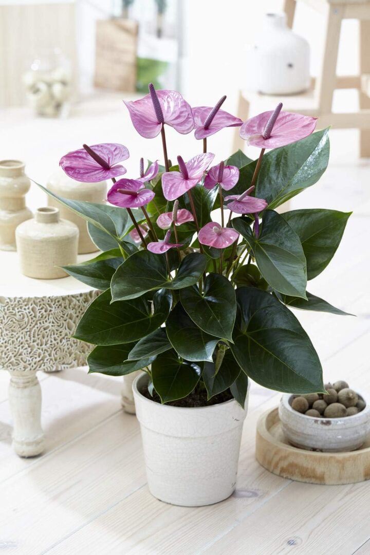 Tropical Purple Flamingo Flower Anthurium Live Plant for Home in ceramic white pot