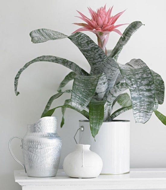 indoor-winter-flowering-pot-plants-21