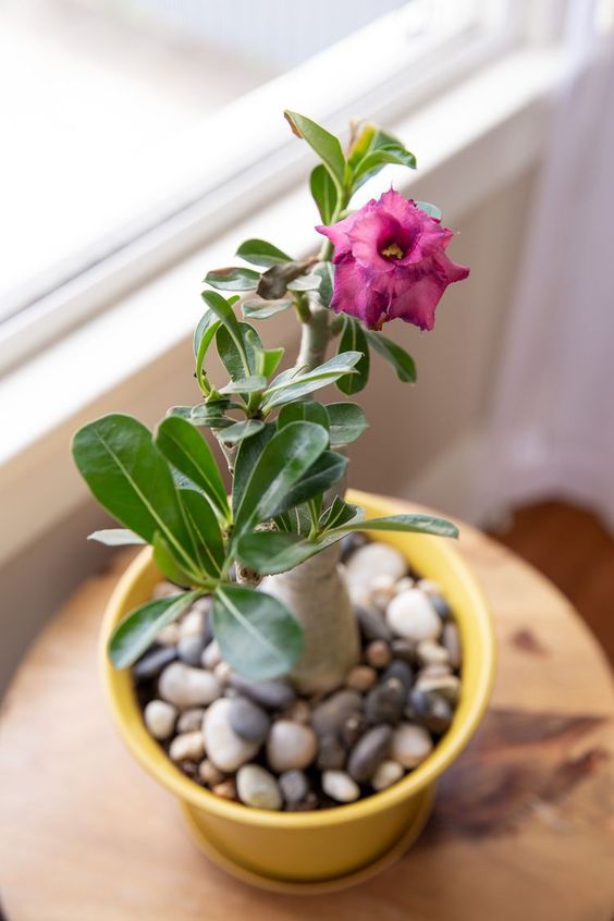 indoor-winter-flowering-pot-plants-5