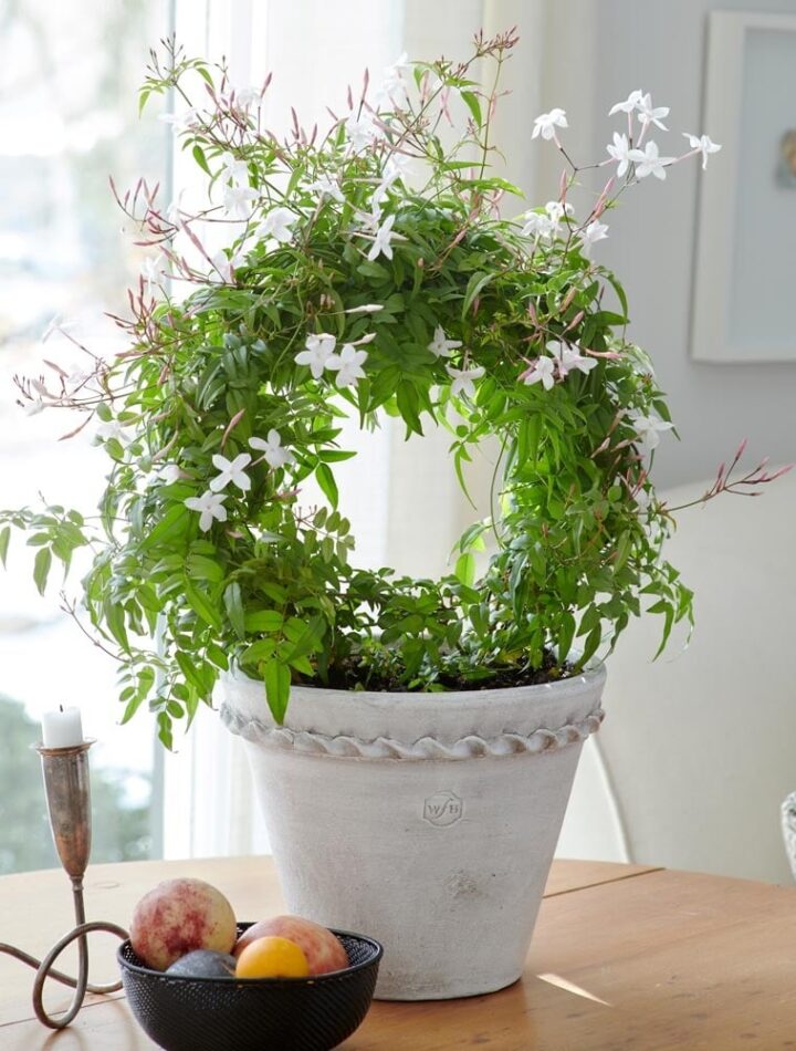 best-smelling-indoor-plant