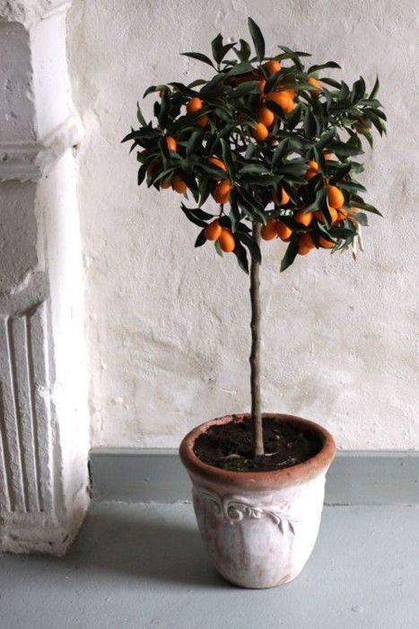 Citrus Tree indoor plant