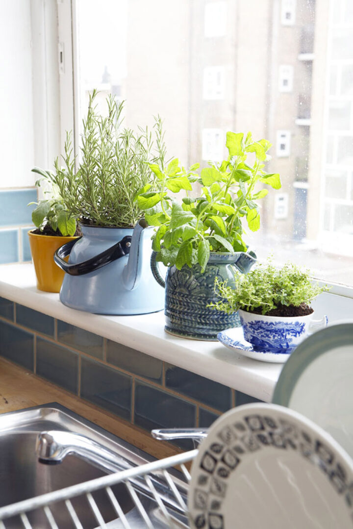 Homegrown Happiness: Cultivating Your Window Garden - Decoholic